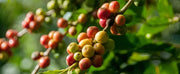 Biologische Koffie: Puur Genot voor Mens en Natuur